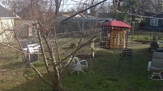 Okie Backyard Birds