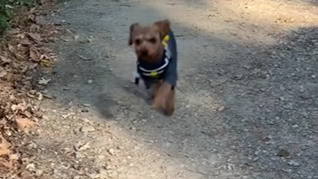 a fast-running dog