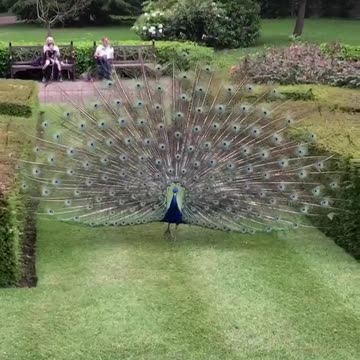 Cute, Animals, dogs, smart, puppies😍😍😍😍💓💓💓💓💓😂😂😗😗