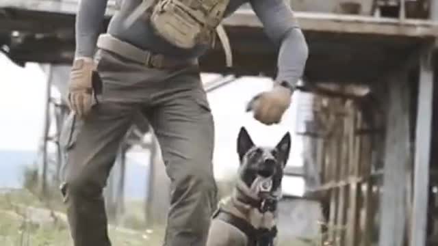 Smart dog training video ।। Dog training Tricks ।। Dog training ।। Army dog training