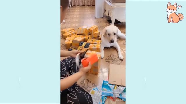Funny DOG Videos 😂🐶You will laugh without stopping