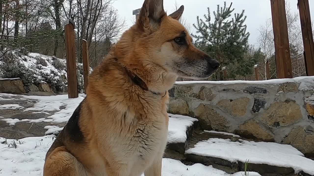 my cutie german shepherd playing, dog training, dog trainer,