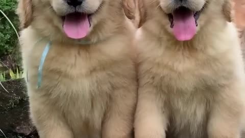 Fluffiest Golden retriever ever!