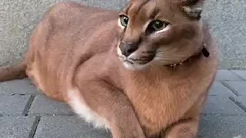 I Found This Mysterious Creature In My Backyard.