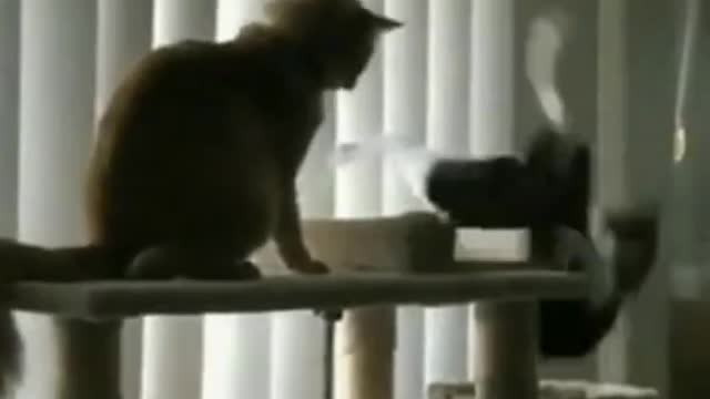 Funny Cat videos #Shorts🤣 Try not to laugh 🤣