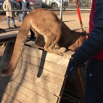 Puma listens to commands