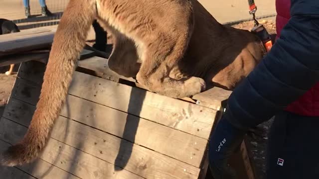 Puma listens to commands