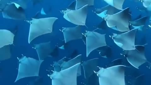 This is a beautiful and charming water-dwelling species