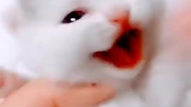 Cute baby cat sound is touching