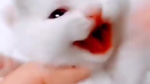 Cute baby cat sound is touching