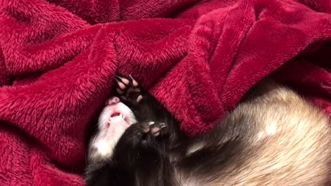 Cute ferrets, Little bear waves hi