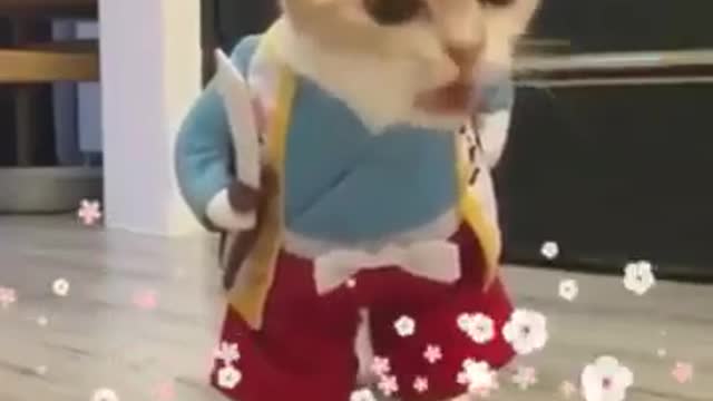 Cutest cat taking breakfast before going to School.