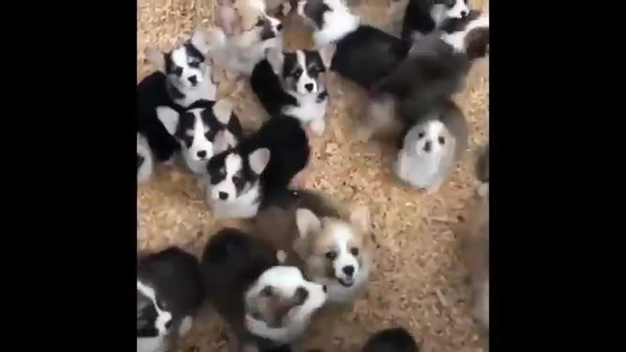 Cute Cats Funny Animals Try Not To Laugh Compilation #3
