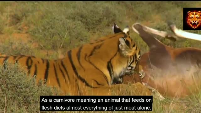 Tiger Attack in Safari Park || Sunderban :- Tiger Attack On Man || Tiger Attack on car and vehicle