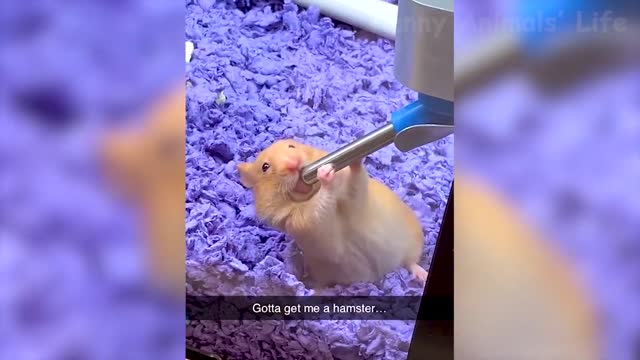 Funny Animal Videos 2022 😂