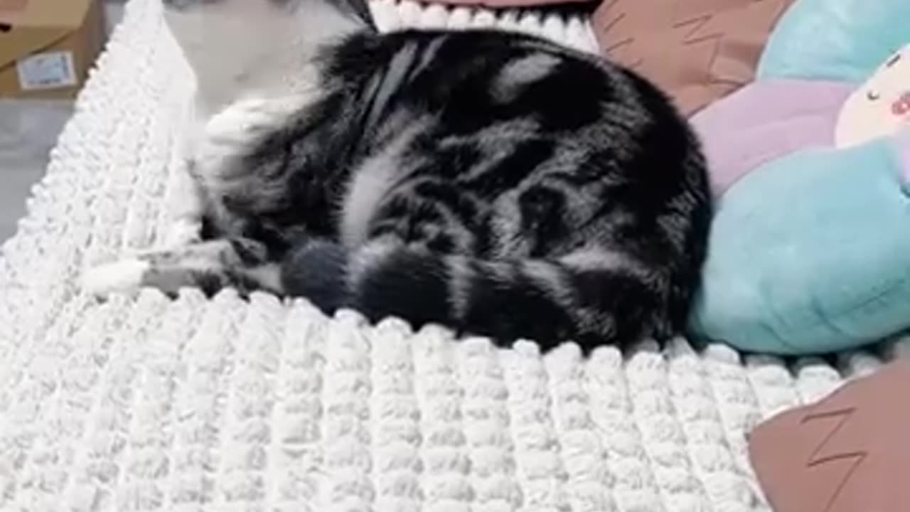 funny animal