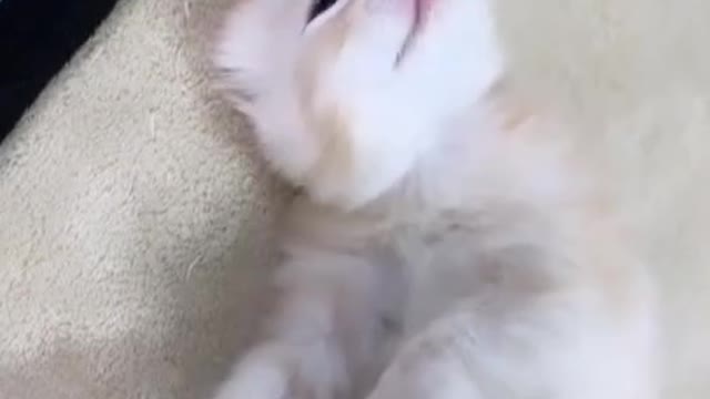 cute cat 🩳#shorts #cutecat