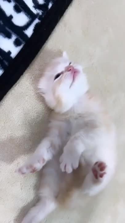 cute cat 🩳#shorts #cutecat