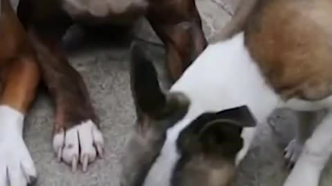 Sneaky Chihuahua Steals Hot Dogs From Siblings!