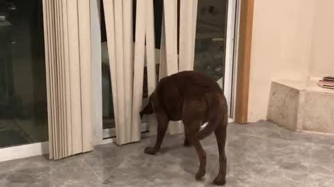 Hazel plays with the blinds