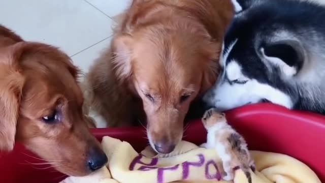 Golden Retrievers and Husky welcome little kittens. Much love !! 😍