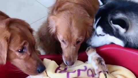 Golden Retrievers and Husky welcome little kittens. Much love !! 😍