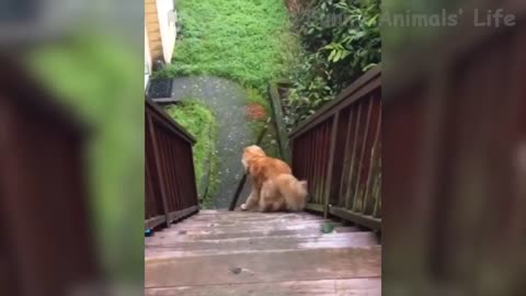 🤣 Funniest 🐶 Dogs and 😻 Cats - Awesome Funny Pet Animals Life Videos 😇