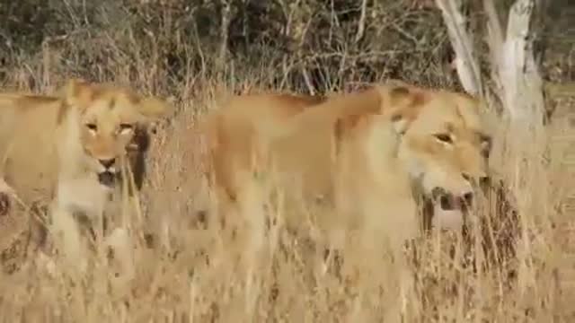 "Lions In Dry Grass" "Royalty Free Video Footage"