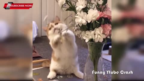 Funny Cat Videos Compilation