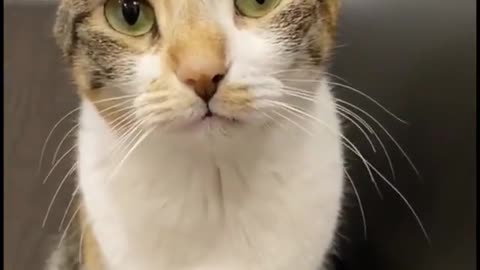 Watch this cute kitty get sad when it is told its not time to eat