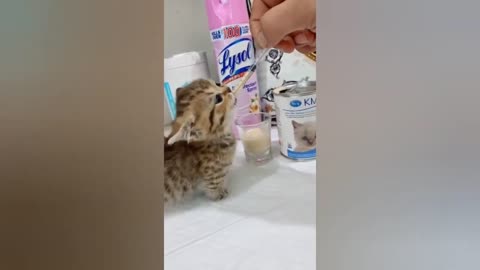 FUNNY CAT videos WATCHING WITHOUT LAUGHING is IMPOSSIBLE!