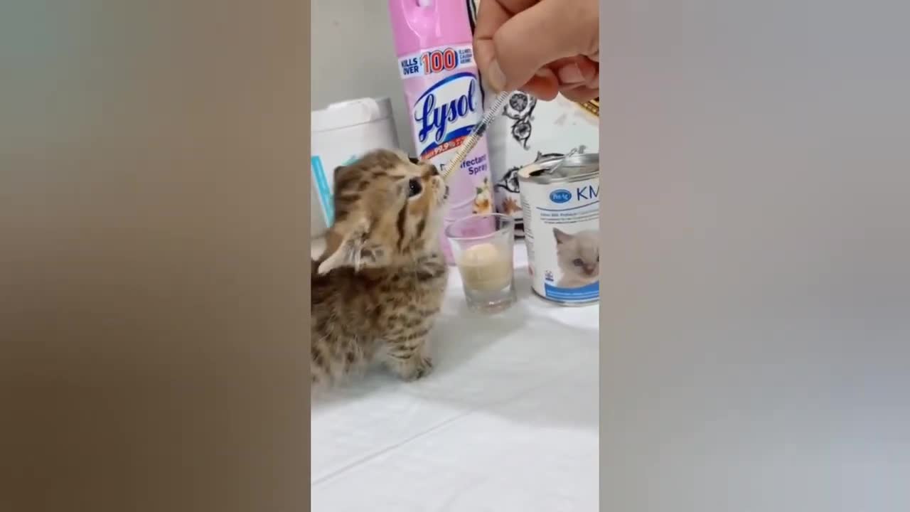 FUNNY CAT videos WATCHING WITHOUT LAUGHING is IMPOSSIBLE!