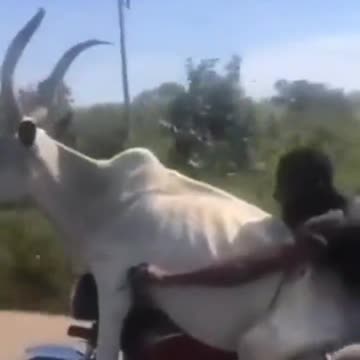 Mladić provozao kravu na motoru