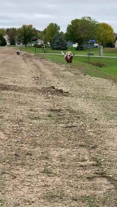 Adorable Dogs Run in Delivery Boy Costumes😍