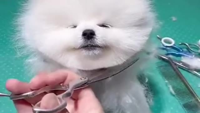 Cute dog 🐕 hair cut