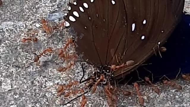 Ants catch butterflies