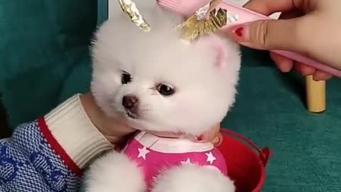 Cute dog 🐶 masti