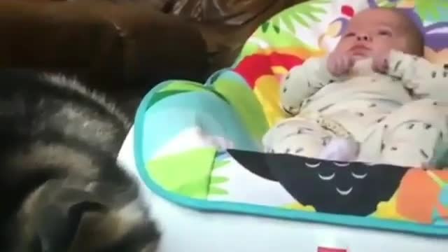 Laugh every day to enjoy a good mood. Different funny pets