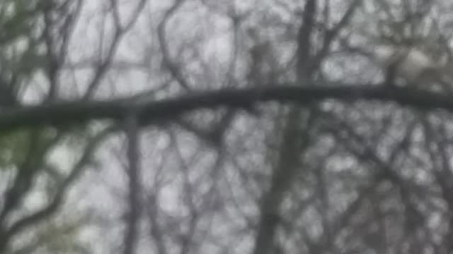 Albino squirrel climbing tree