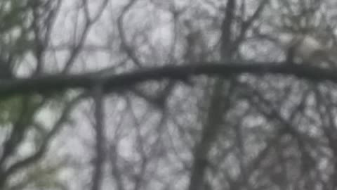 Albino squirrel climbing tree