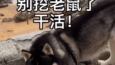 Funny Pet 2021 It's time to LAUGH with Dog's lifes10