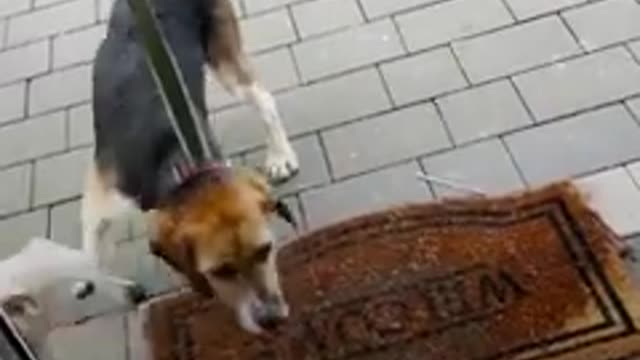This rescue pup would stare at the wall for hours