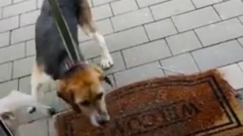 This rescue pup would stare at the wall for hours