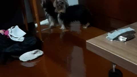 dog looking in the mirror