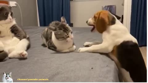 funny cat and dog video! #shorts​