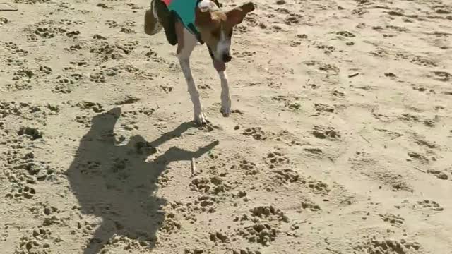 Two-Legged Dog Masters the Stairs, Swimming, and Running