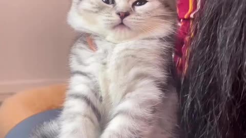 😻😻😻 Love cats? Like & Share