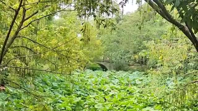 Pond lotus leaf