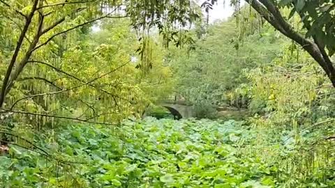 Pond lotus leaf