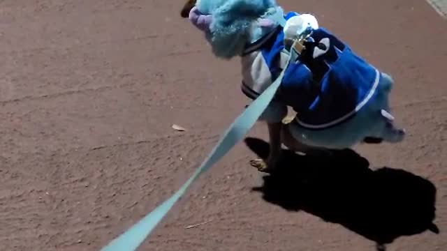 Poop wrapping cute puppy